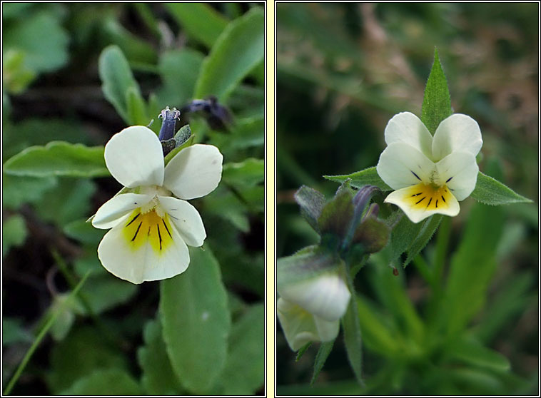 Field Pansy, Viola arvensis, Lus cro