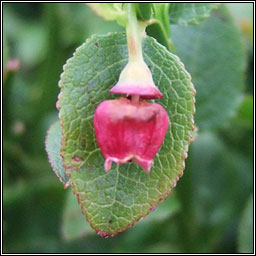 Bilberry, Vaccinium myrtillus, Fraochn