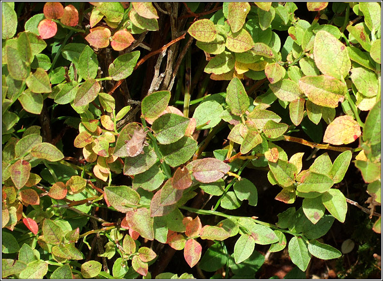 Bilberry, Vaccinium myrtillus, Fraochn