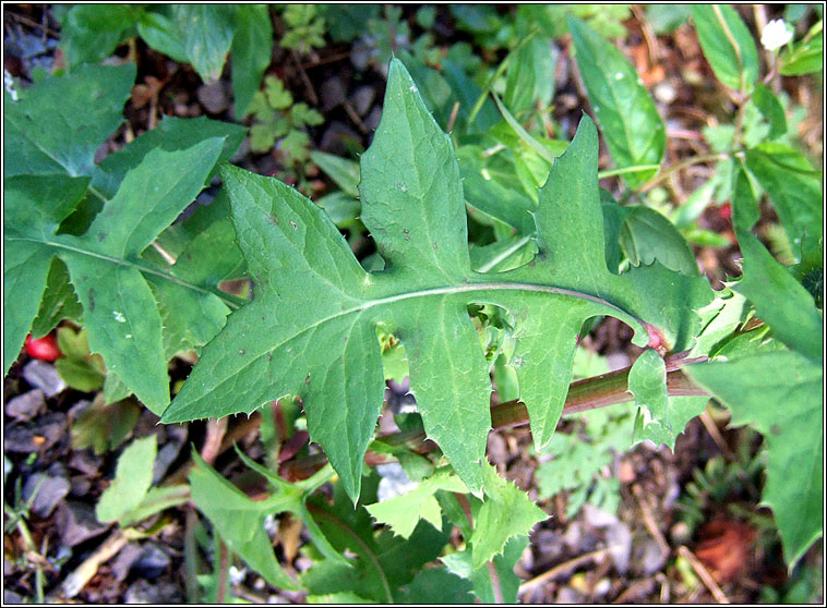 Smooth Sow-thistle, Sonchus oleraceus, Bleachtn mn
