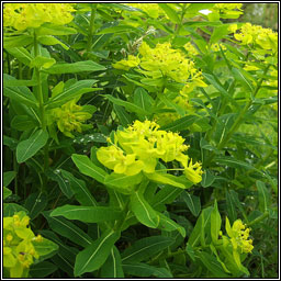 Irish Spurge, Euphorbia hyberna, Bainne caoin