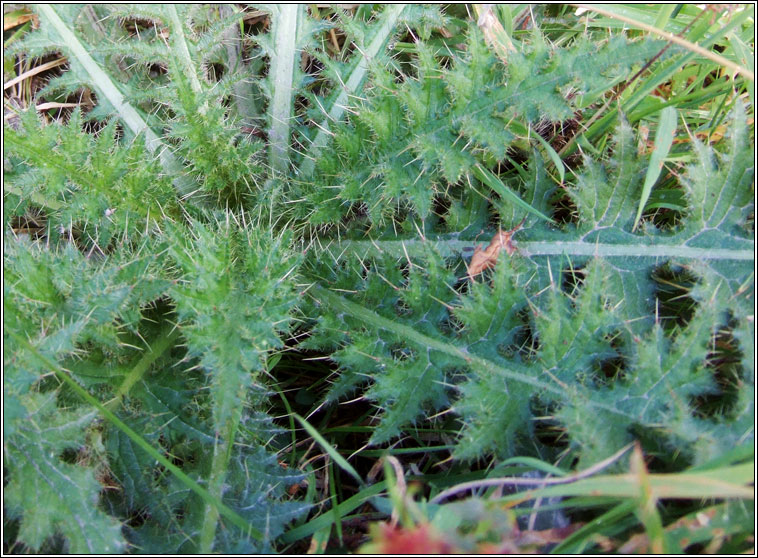 Marsh Thistle, Cirsium palustre, Feochadn corraigh