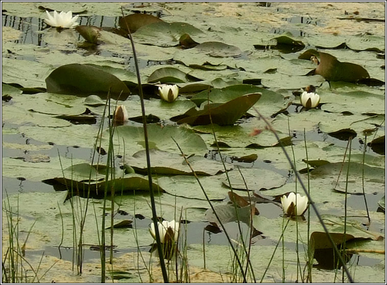 White Water-lily, Nymphaea alba, Bacn bn