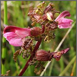 Marsh Lousewort, Pedicularis palustris, Milsen mna