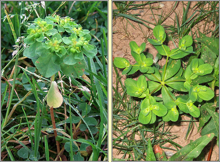Sun Spurge, Euphorbia helioscopia, Lus na bhfaithn