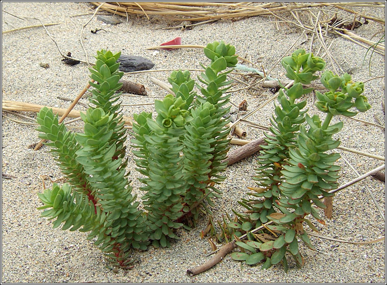 Sea Spurge, Euphorbia paralias, Bainne léana