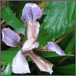 Stinking Iris, Iris foetidissima, Gliriam