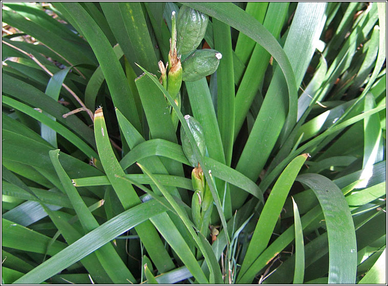 Stinking Iris, Iris foetidissima, Gliriam