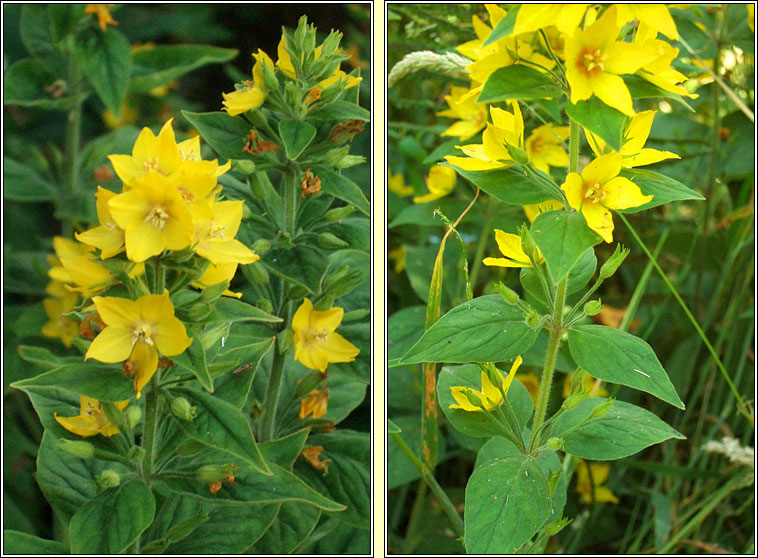 Dotted Loosestrife, Lysimachia punctata, Brealln dlth