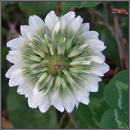 White Clover, Trifolium repens, Seamair bhn