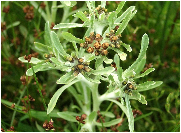 Marsh Cudweed, Gnaphalium uliginosum, Gnamhlus corraigh