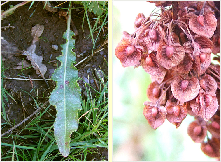 Curled Dock, Rumex crispus, Copg chatach