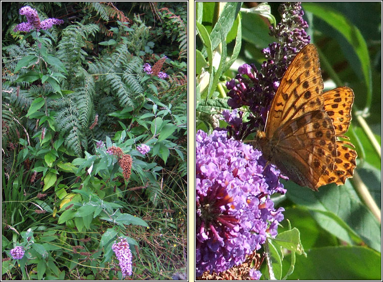 Butterfly-bush, Buddleja davidii, Tor an fhileacin
