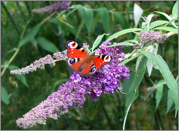 Butterfly-bush, Buddleja davidii, Tor an fhileacin