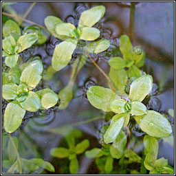 Common Water-starwort, Callitriche stagnalis, Riltn uisce