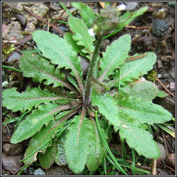 Thale Cress, Arabidopsis thaliana, Tails