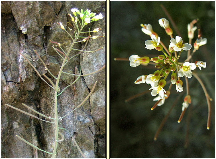 Thale Cress, Arabidopsis thaliana, Tails