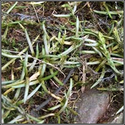 Shoreweed, Littorella uniflora, Lus an chladaigh