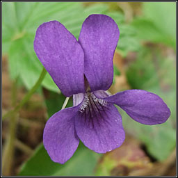 Early Dog-violet, Viola reichenbachiana, Sailchuach luath