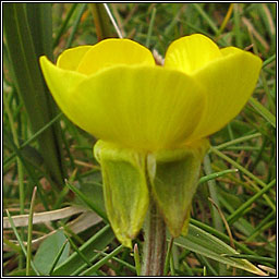 Bulbous Buttercup, Ranunculus bulbosus, Tuile thaln