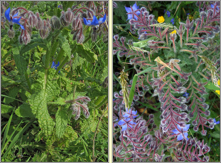 Borage, Borago officinalis, Borriste gorm