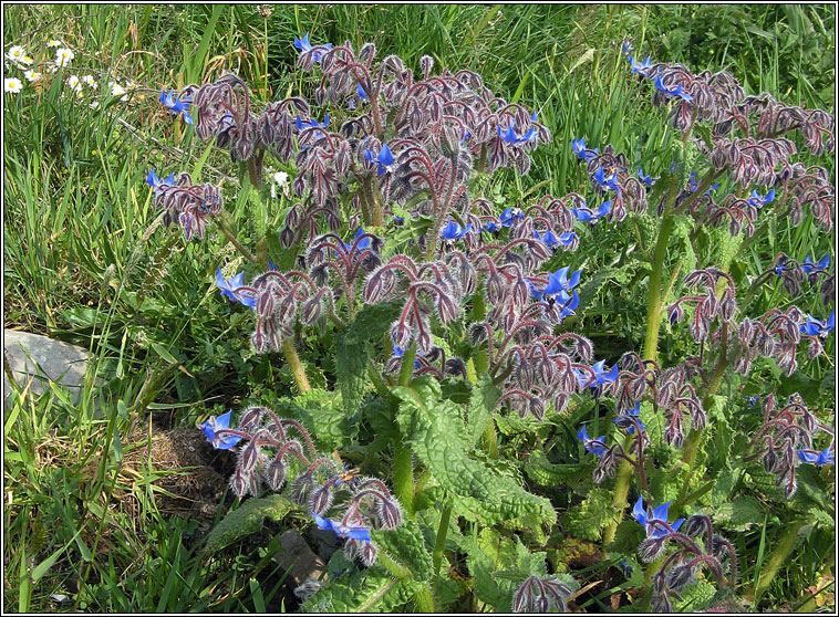 Borage, Borago officinalis, Borriste gorm