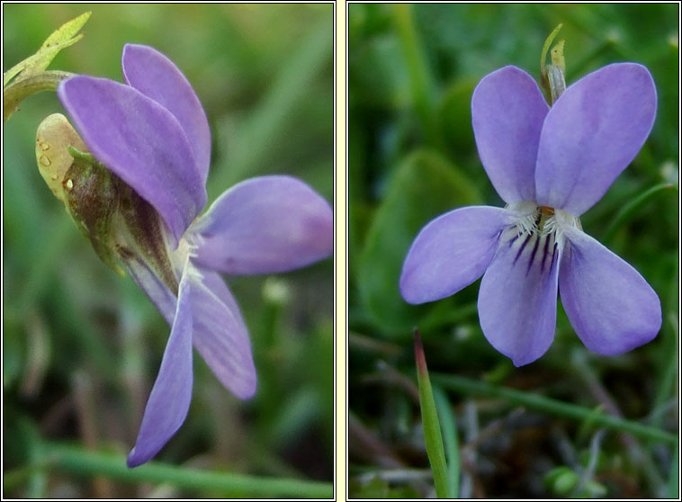 Heath Dog-violet, Viola canina, Sailchuach mhna