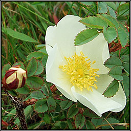 Burnet Rose, Rosa spinosissima, Brilan