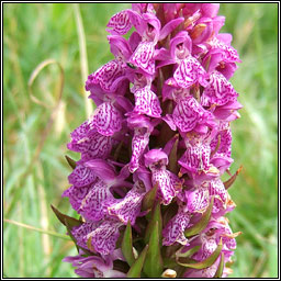 Irish Marsh-orchid, Dactylorhiza kerryensis, Magairln gaelach