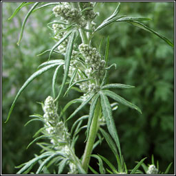 Mugwort, Artemisia vulgaris, Mongach meisce