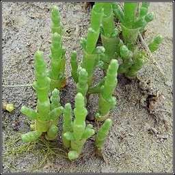 Glasswort, Salicornia agg, Lus na gloine