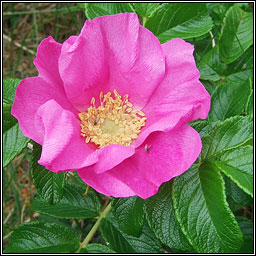 Japanese Rose, Rosa rugosa, Rs rscach