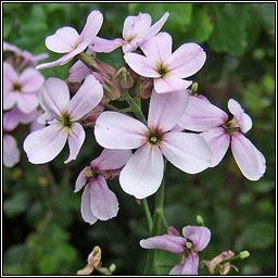 Dame's-violet, Hesperis matronalis, Feascarlus