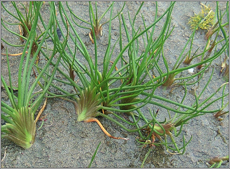 Sea Arrowgrass, Triglochin maritima, Barr an mhilltigh mara