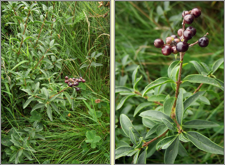 Wild Privet, Ligustrum vulgare, Pribhad