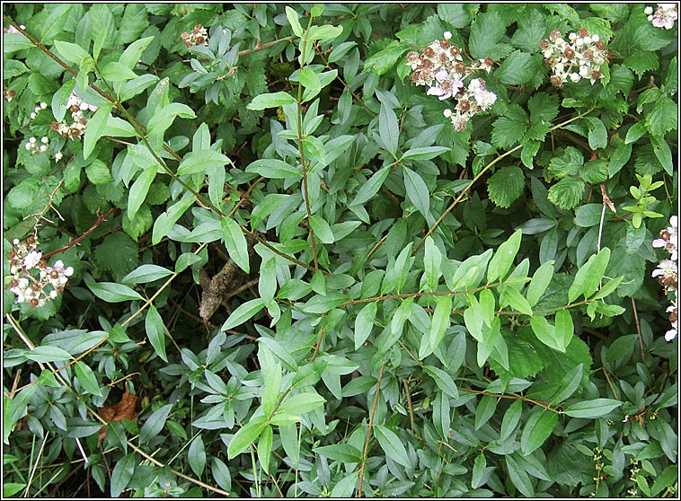 Wild Privet, Ligustrum vulgare, Pribhad