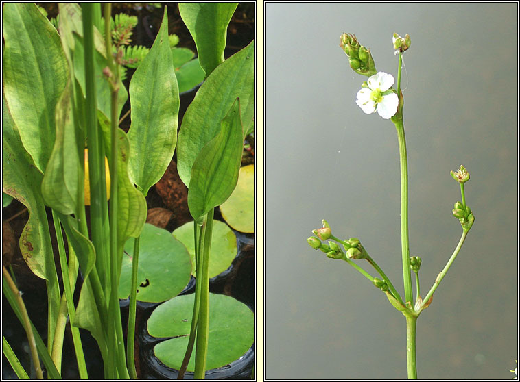 Narrow-leaved Water-plantain, Alisma lanceolatum, Corrchopg chaol