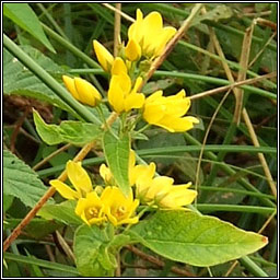 Yellow Loosestrife, Lysimachia vulgaris, Brealln lana