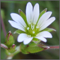 Common Mouse-ear, Cerastium fontanum subsp holosteoides