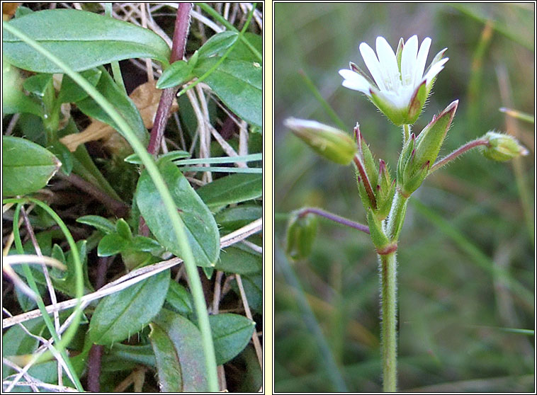 Common Mouse-ear, Cerastium fontanum subsp holosteoides