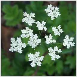 Greater Burnet-saxifrage, Pimpinella major, Coll an dromin