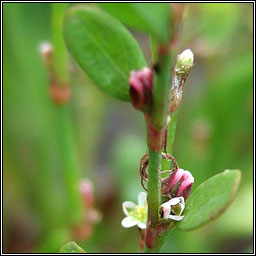 Knotgrass, Polygonum aviculare subsp littorale