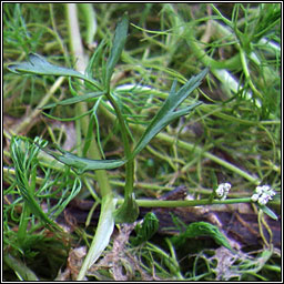 Lesser Marshwort, Helosciadium inundatum, Smaileog bhite