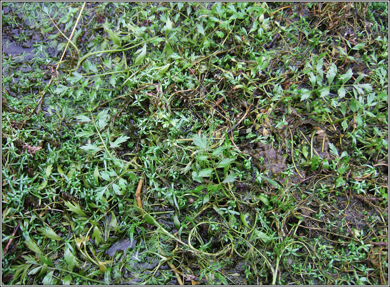 Lesser Marshwort, Apium inundatum, Smaileog bhite