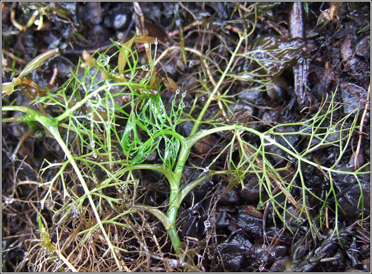 Lesser Marshwort, Apium inundatum, Smaileog bhite