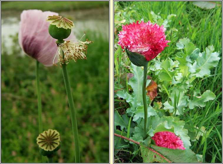 Opium Poppy, Papaver somniferum, Codlaidn