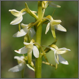 Lesser Butterfly-orchid, Platanthera bifolia, Magairln beag an fhileacin
