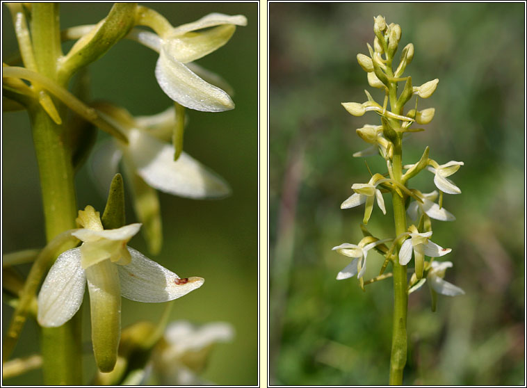 Lesser Butterfly-orchid, Platanthera bifolia, Magairln beag an fhileacin