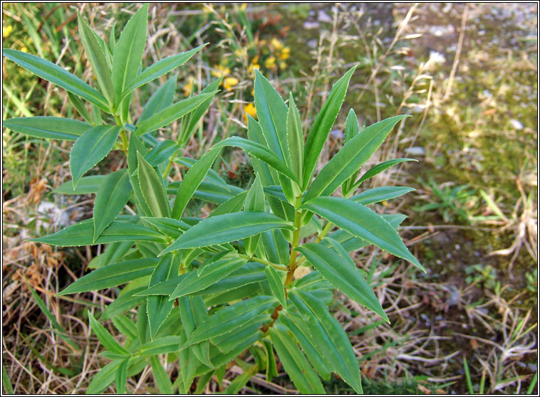 Narrow-leaved Hebe, Veronica salicifolia, Niamhscoth shail
