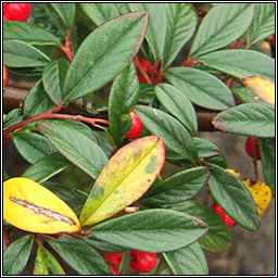 Willow-leaved Cotoneaster, Cotoneaster salicifolius, Cainchn